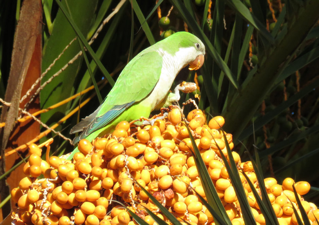 green parrots flying