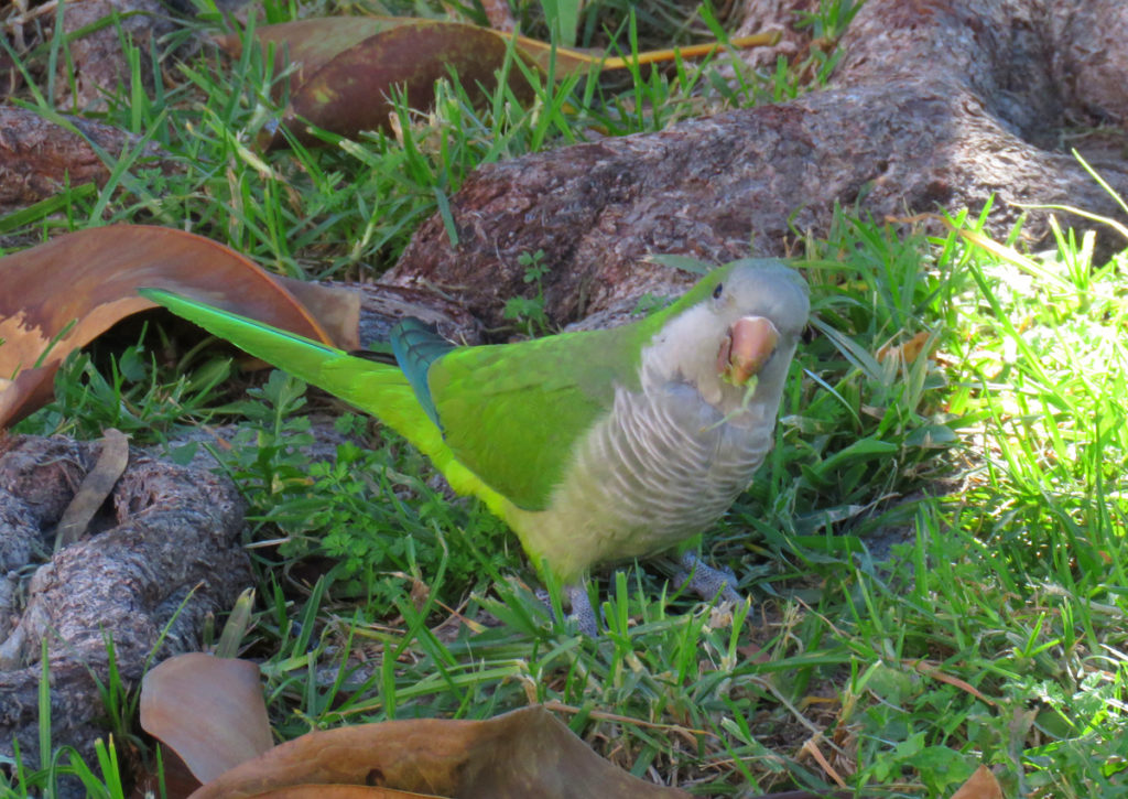 Green Parrots of Spain