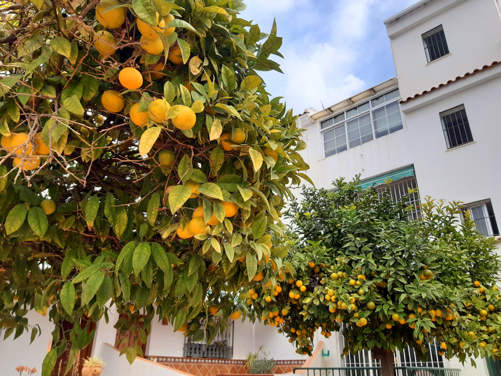 Spain: don’t eat the Oranges!