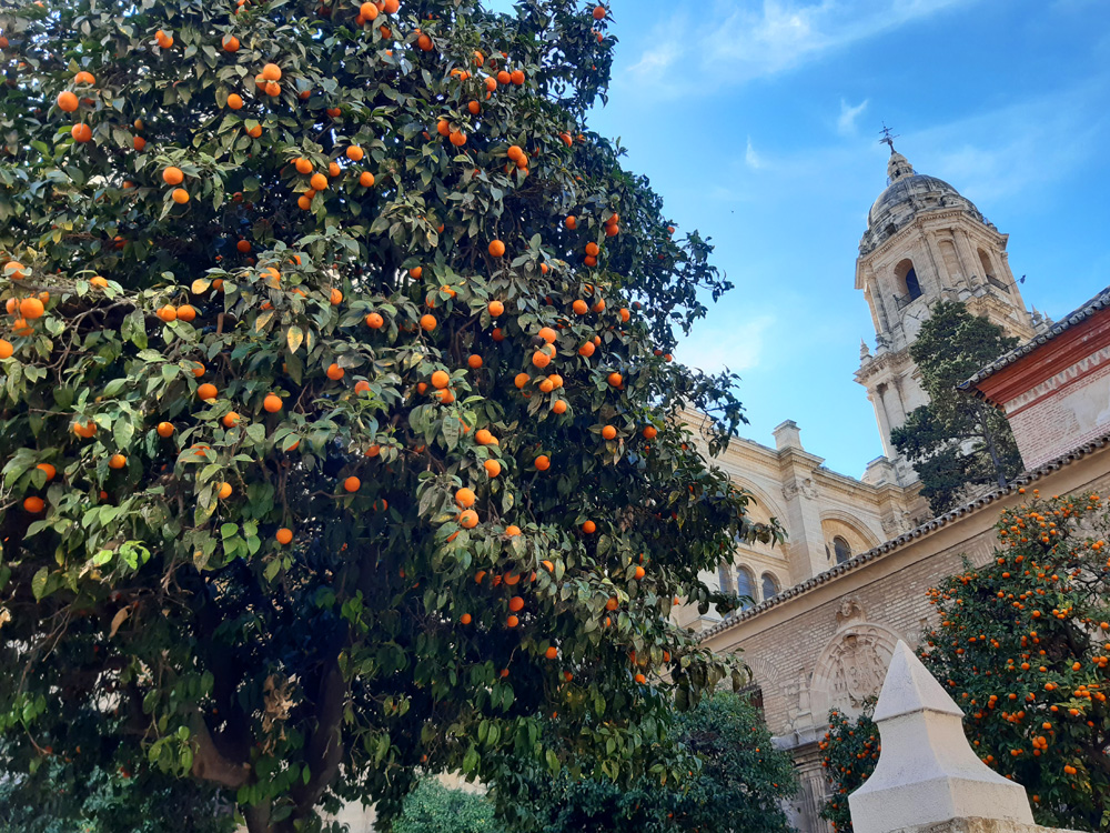 Spain: don’t eat the Oranges!