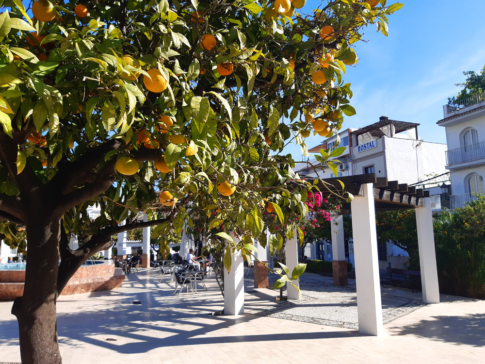 Seville Oranges and why you should not eat them