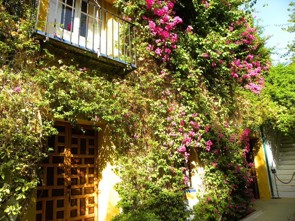 Bougainvillea