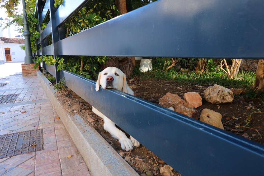 dog in Nerja Spain