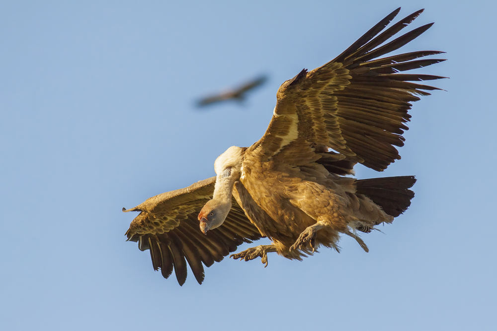 Griffon vulture in Cadiz