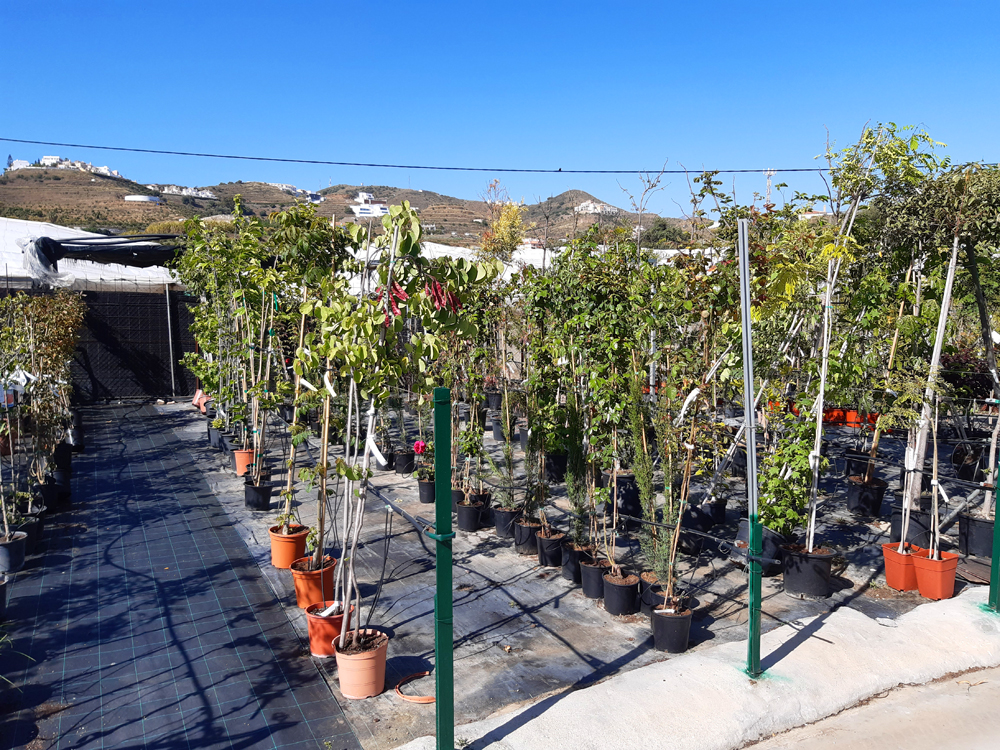 Where to buy Plants in Nerja (and Torrox)