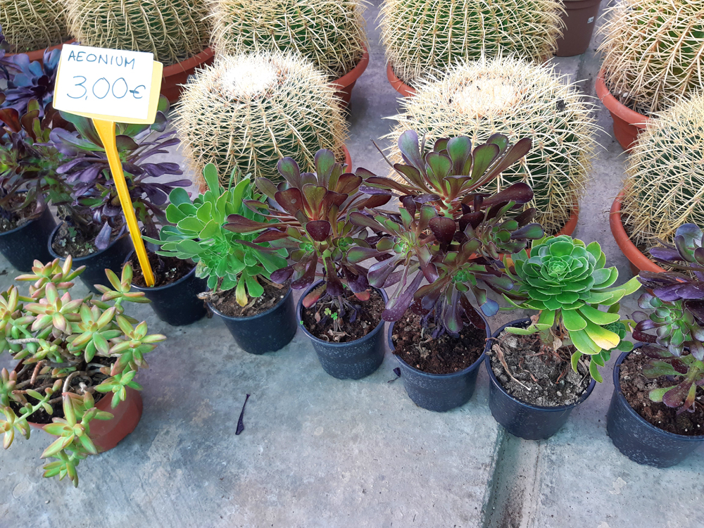 Where to buy Plants in Nerja (and Torrox)