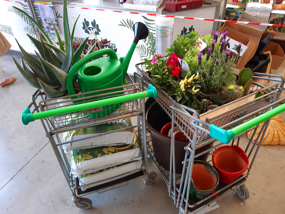 Where to buy Plants in Nerja (and Torrox)