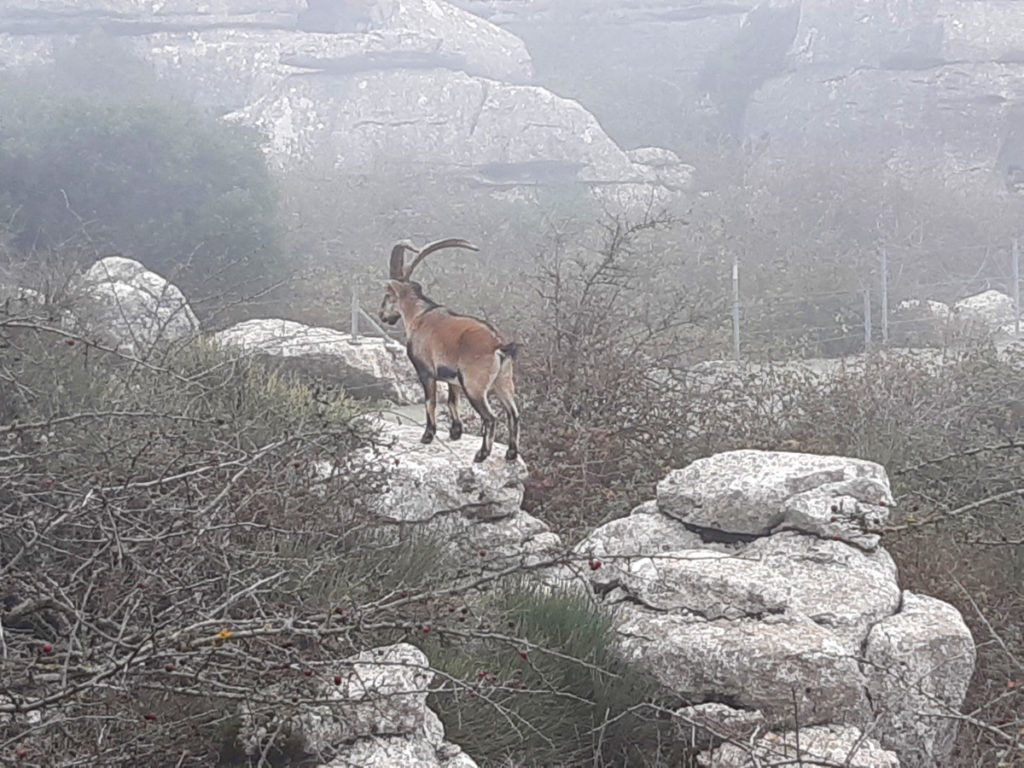 Cabra montés en el Parque Nacional del Torcal