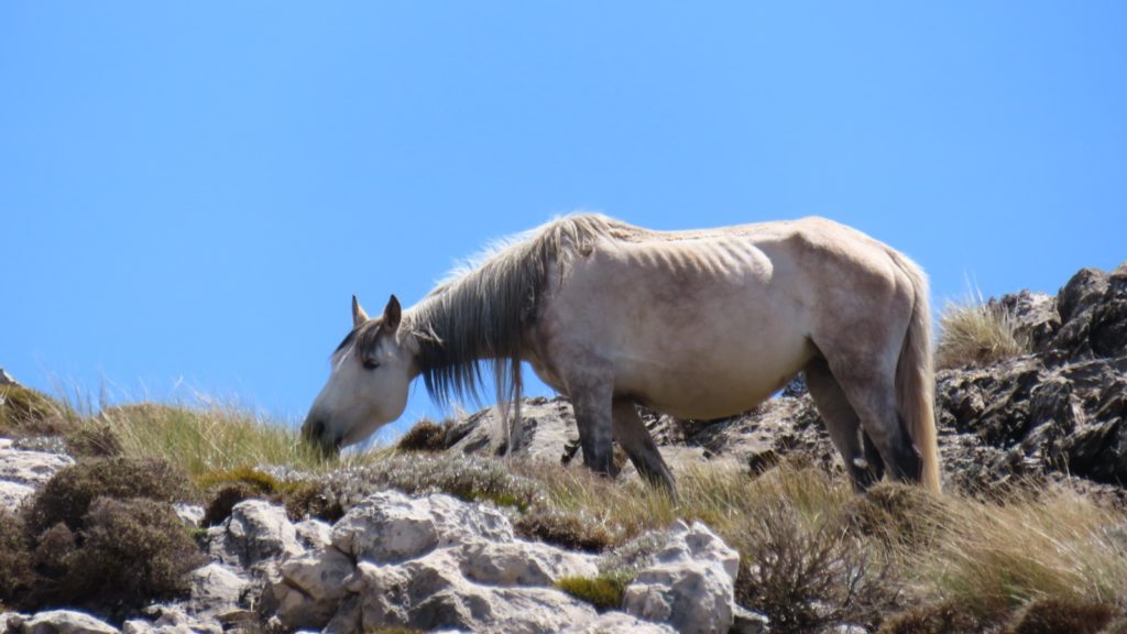 Wild horse on La Maroma