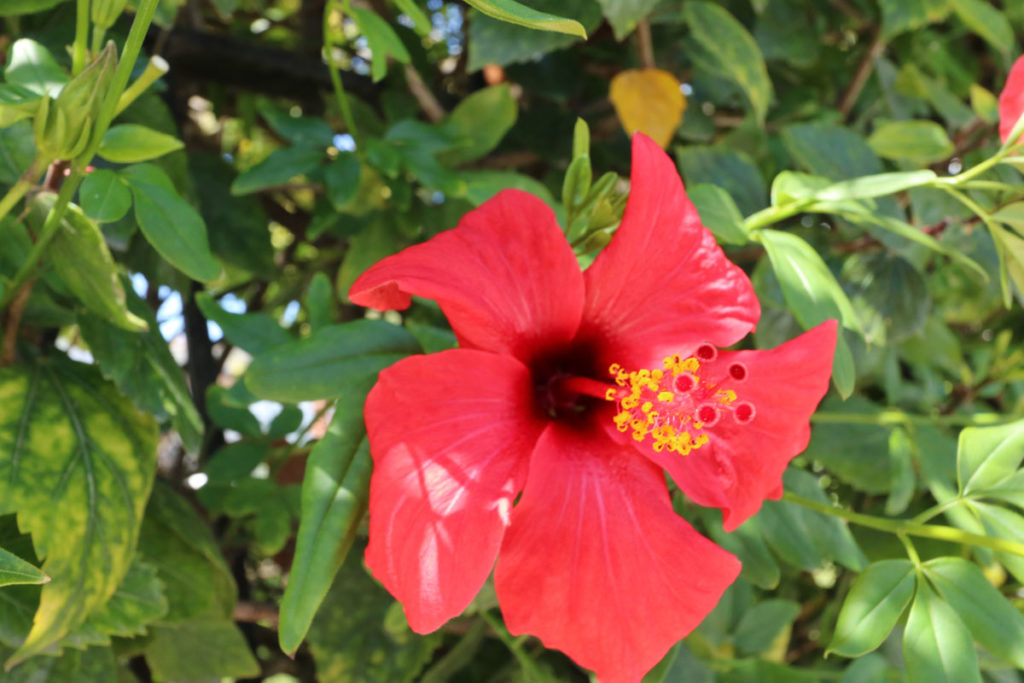 Plants and Flowers of the Costa del Sol