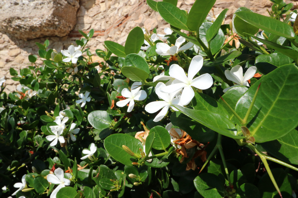 Plants and Flowers of the Costa del Sol