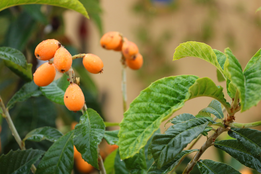 Plants and Flowers of the Costa del Sol