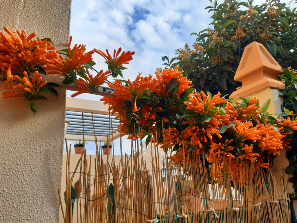 Plants and Flowers of the Costa del Sol