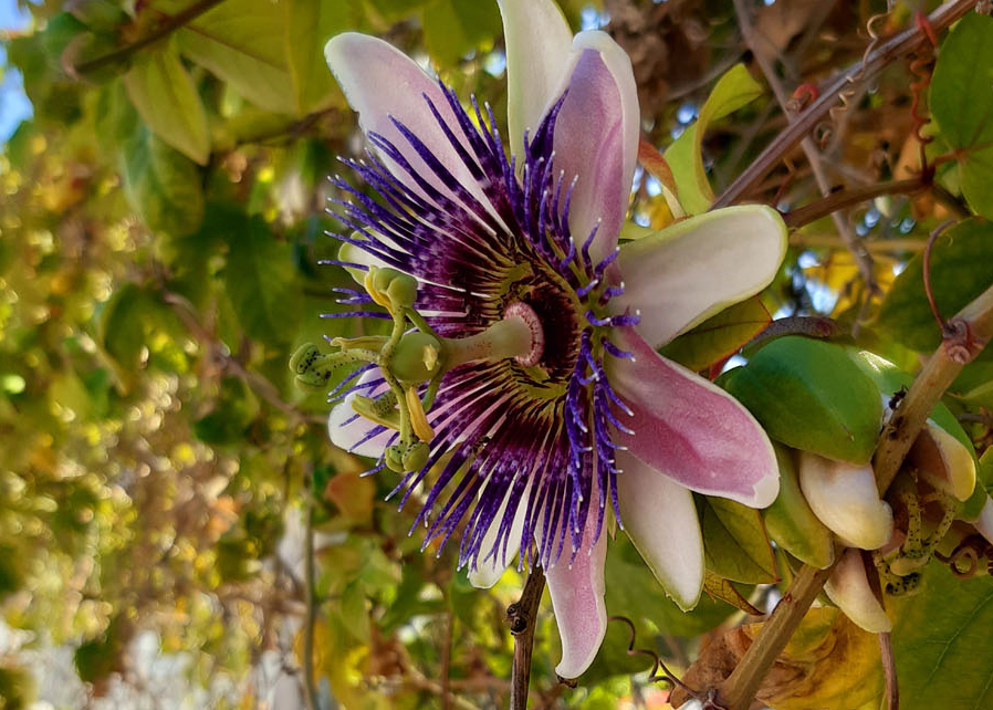 Plants and Flowers of the Costa del Sol