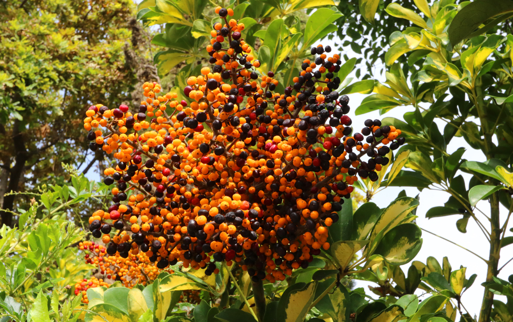 Plants and Flowers of the Costa del Sol