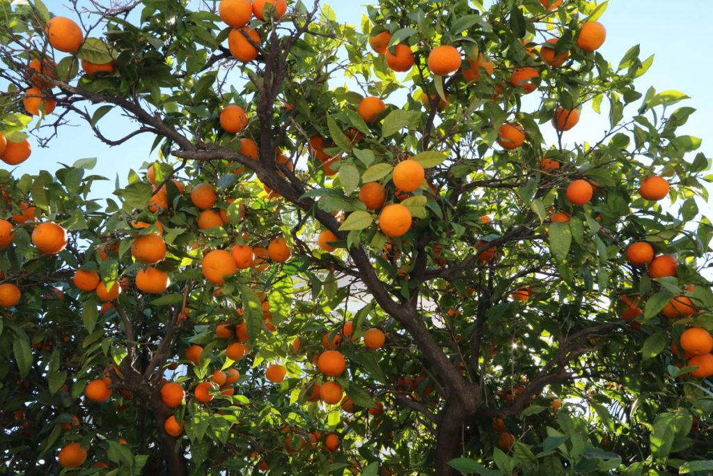 Plants and Flowers of the Costa del Sol