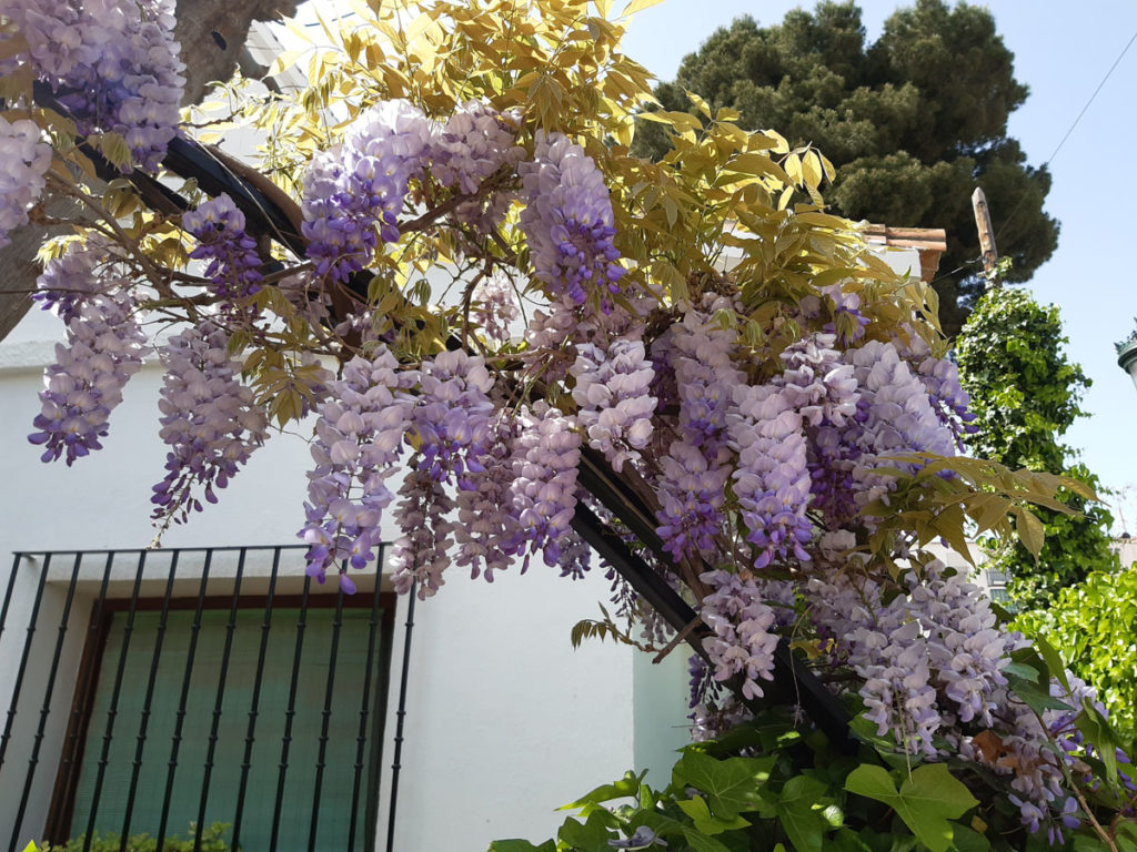 Plants and Flowers of the Costa del Sol
