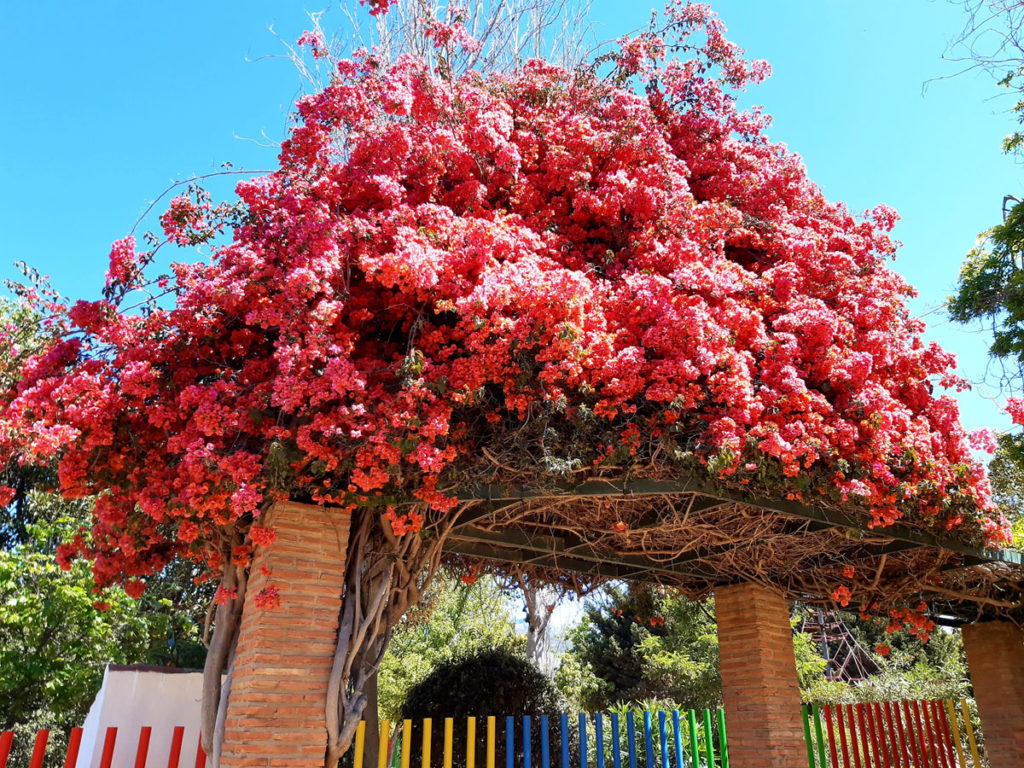 Plants and Flowers of the Costa del Sol